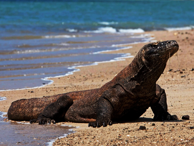 A Komodo dragon on Komodo Island
