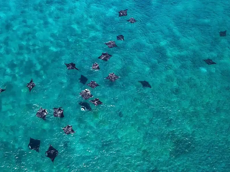 Manta Point snorkeling Komodo National Park