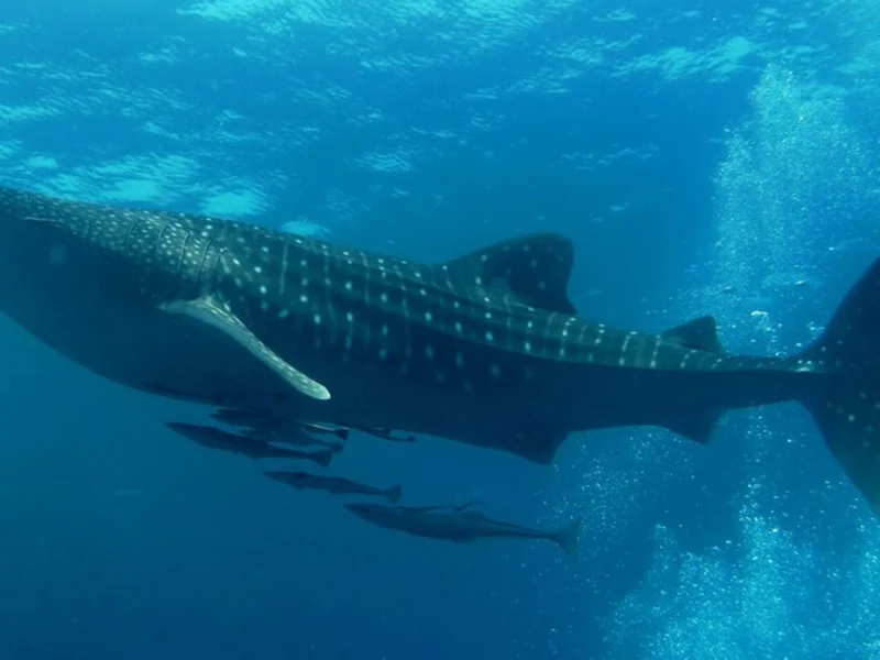 snorkeling with the whale shark