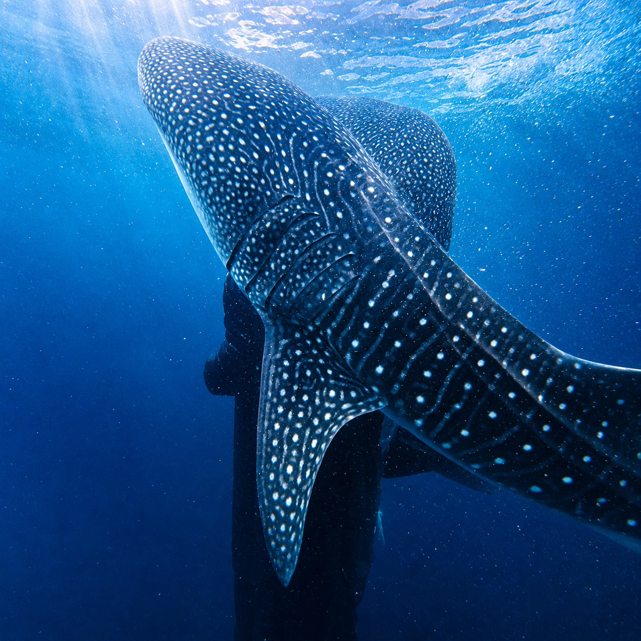 Whale shark snorkeling experience in Saleh Bay Sumbawa