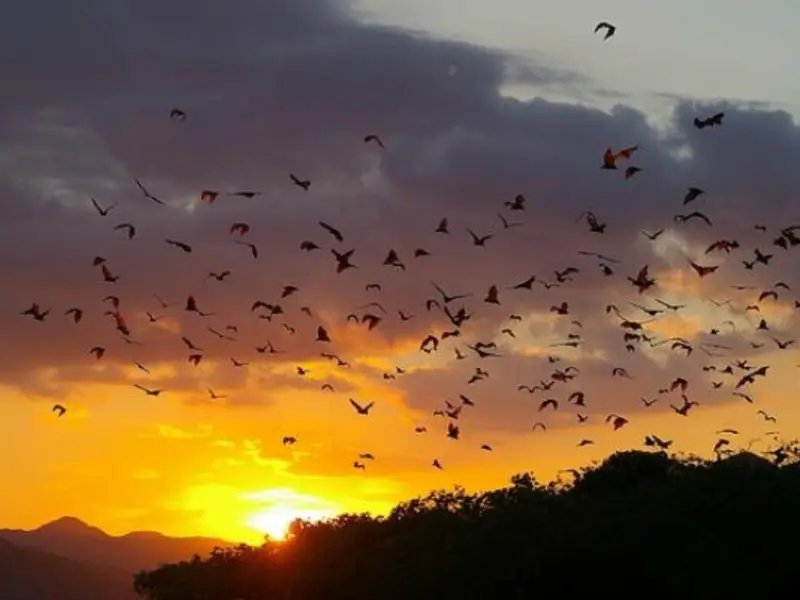 Kalong Island near Labuan Bajo with flying foxes at sunset, Flores, Indonesia