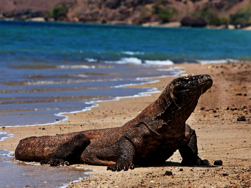 Komodo dragon scale in Loh liang Komodo National Park Indonesia