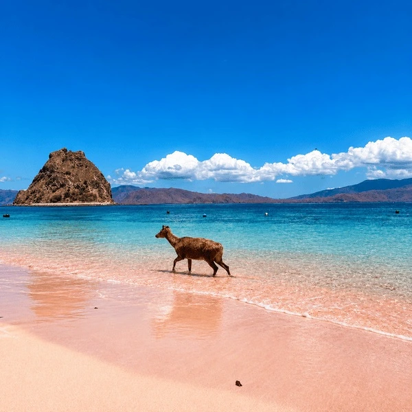 Deer in pink beach at komodo national park